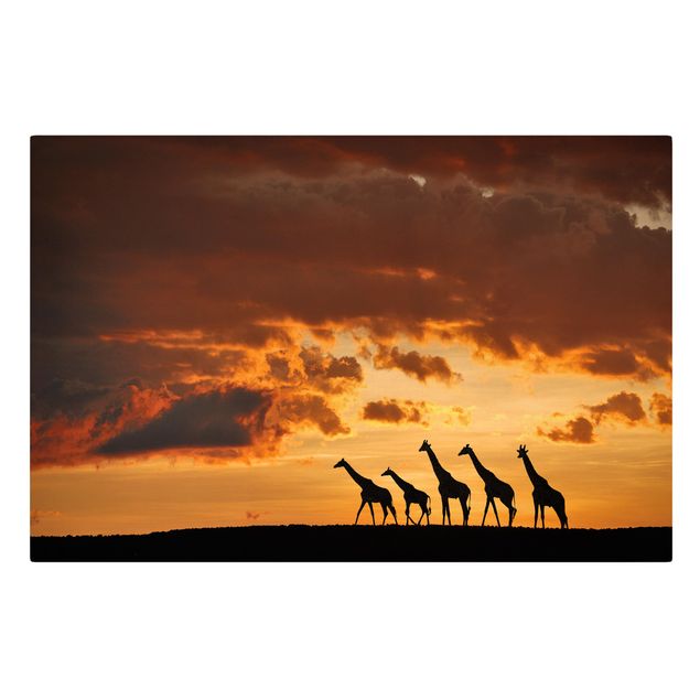 Leinwandbild - Fünf Giraffen - Quer 3:2