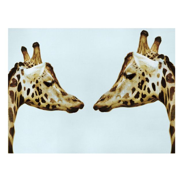 Leinwandbild - Giraffes in Love - Quer 4:3