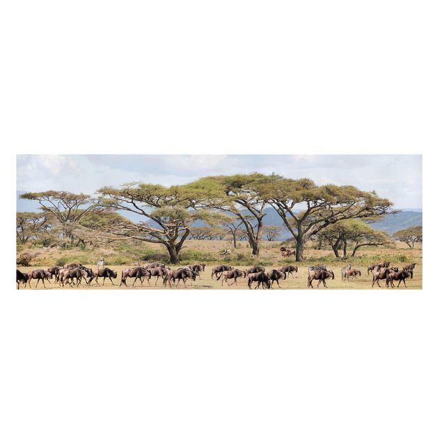 Afrika Leinwandbild Gnuherde in der Savanne - Panorama Quer