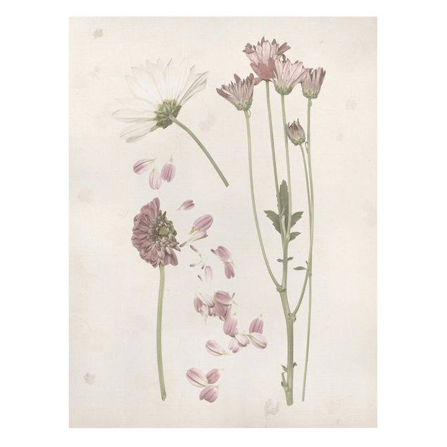 Leinwandbilder kaufen Herbarium in rosa II