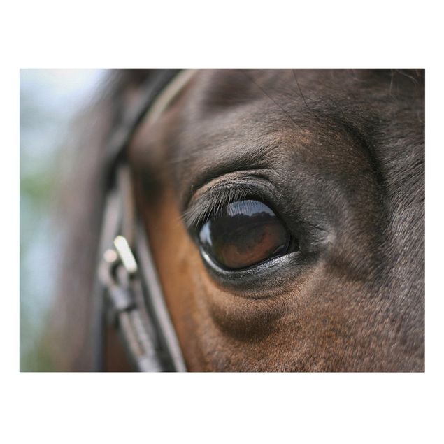 Leinwandbild - Horse Eye - Quer 4:3