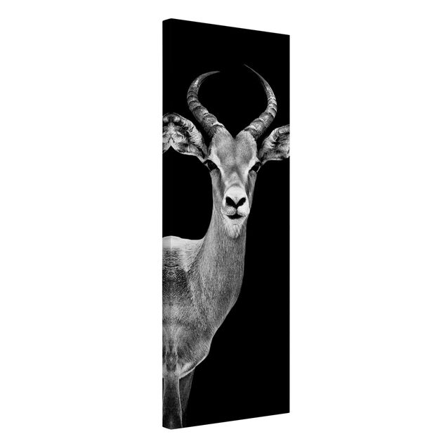 Leinwandbilder kaufen Impala Antilope schwarz-weiß