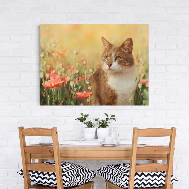 Blumenbilder auf Leinwand Katze im Mohnfeld