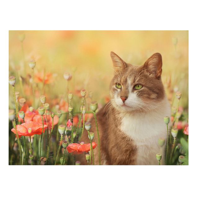 schöne Leinwandbilder Katze im Mohnfeld