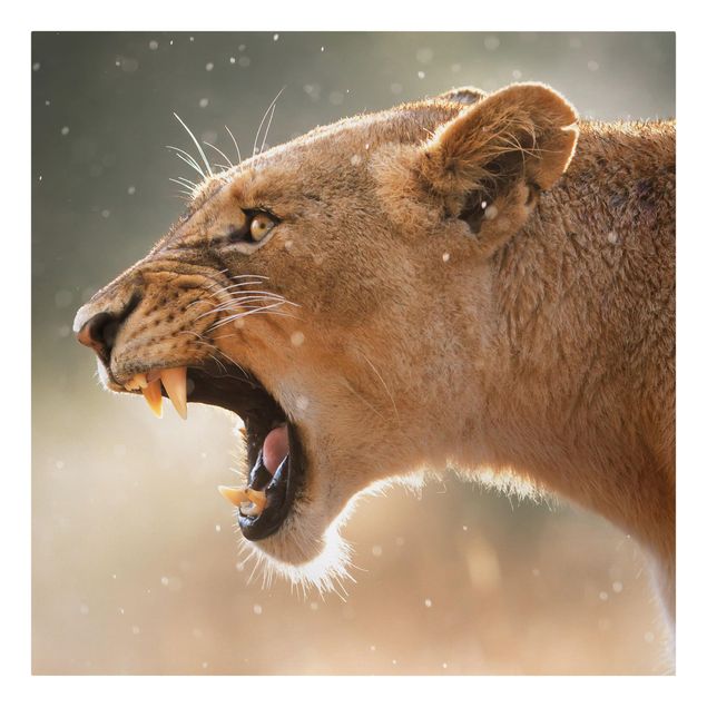 Leinwandbild - Löwin auf der Jagd - Quadrat 1:1