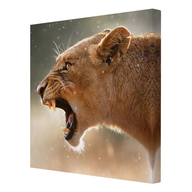 Leinwandbild - Löwin auf der Jagd - Quadrat 1:1