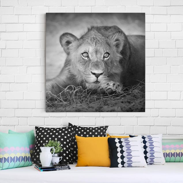 Leinwandbild Schwarz-Weiß - Lurking Lionbaby - Quadrat 1:1