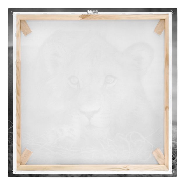 Leinwandbild Schwarz-Weiß - Lurking Lionbaby - Quadrat 1:1
