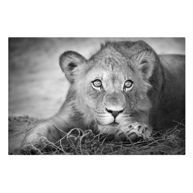 Leinwandbild Schwarz-Weiß - Lurking Lionbaby - Quer 3:2