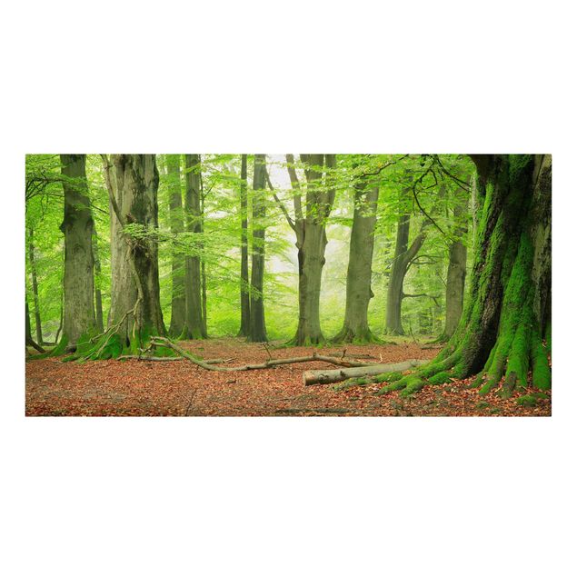 Leinwandbild Wald Mighty Beech Trees - Quer 2:1