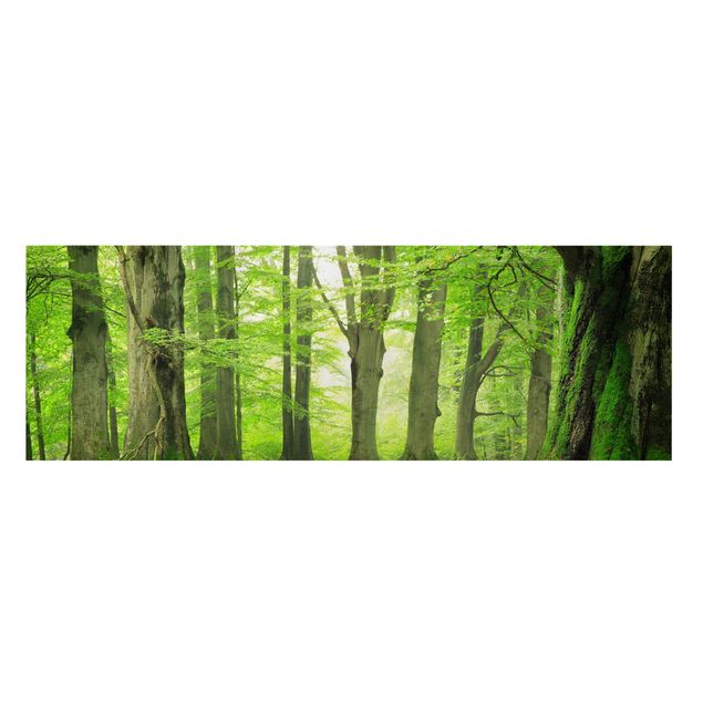 Leinwandbild - Mighty Beech Trees - Panorama Quer