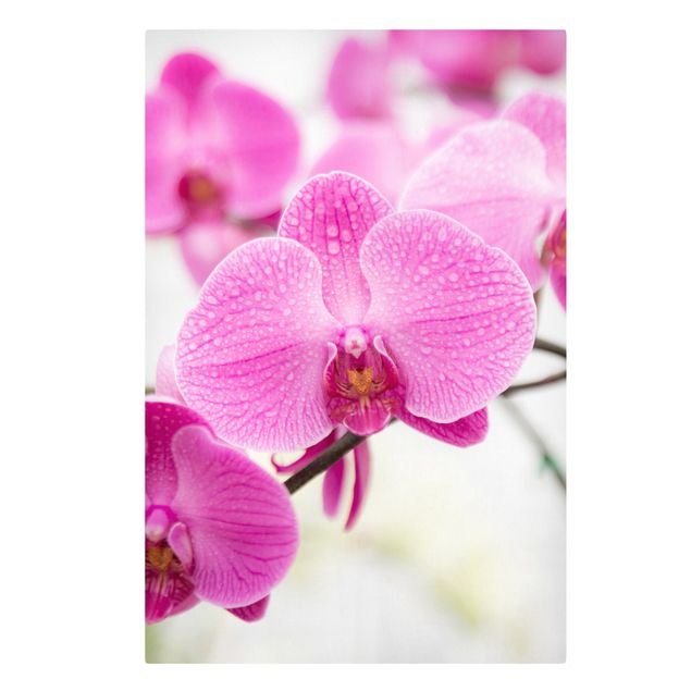 Leinwandbild - Nahaufnahme Orchidee - Hoch 2:3
