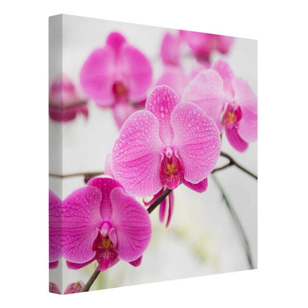 Leinwandbild - Nahaufnahme Orchidee - Quadrat 1:1