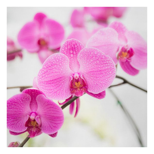 Leinwandbild - Nahaufnahme Orchidee - Quadrat 1:1