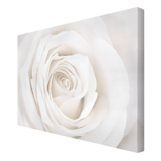 Leinwandbild - Pretty White Rose - Quer 3:2