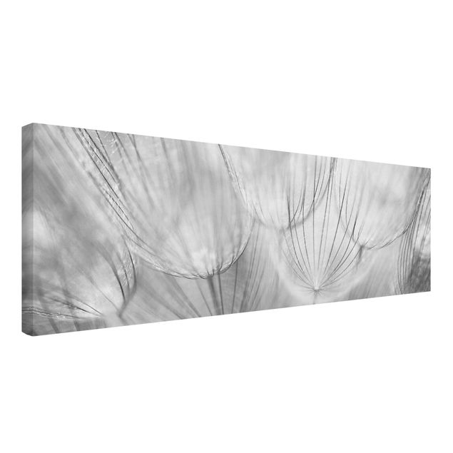 Leinwandbild - Pusteblumen Makroaufnahme in schwarz weiß - Panoramabild Quer