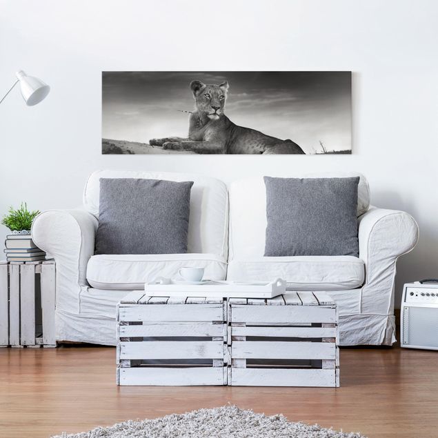 Leinwandbild Schwarz-Weiß - Resting Lion - Panoramabild Quer