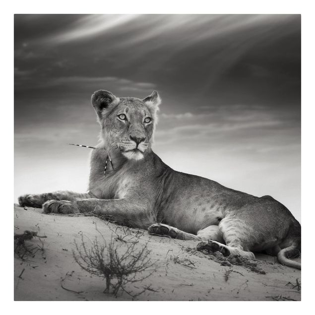 Leinwandbild Schwarz-Weiß - Resting Lion - Quadrat 1:1
