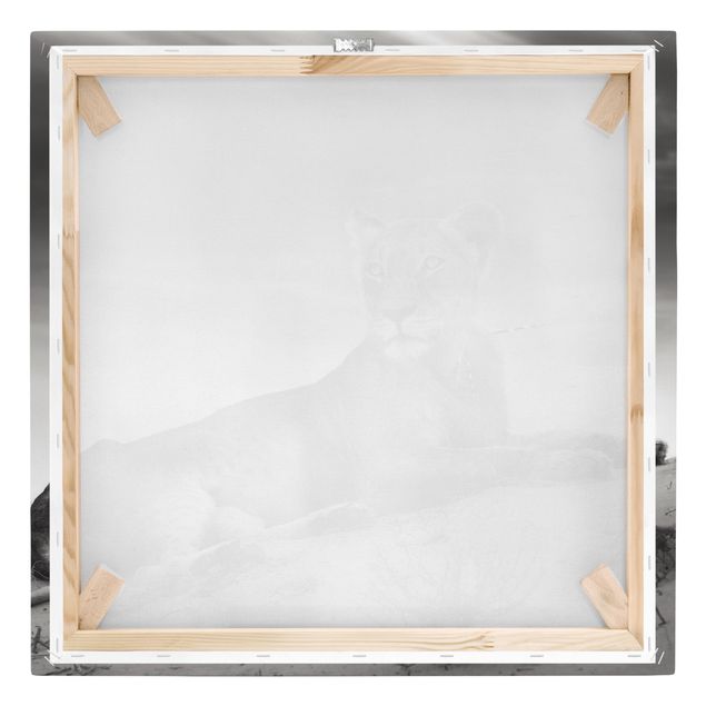 Leinwandbild Schwarz-Weiß - Resting Lion - Quadrat 1:1