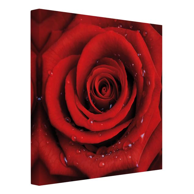 Leinwandbild - Rote Rose mit Wassertropfen - Quadrat 1:1