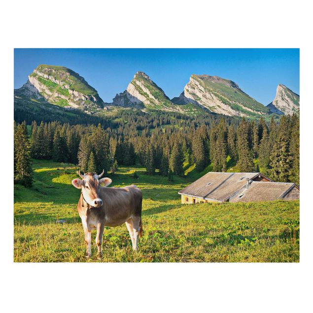 schöne Bilder Schweizer Almwiese mit Kuh