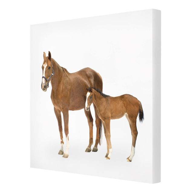 Pferde Leinwandbild - Stute & Fohlen - Quadrat 1:1