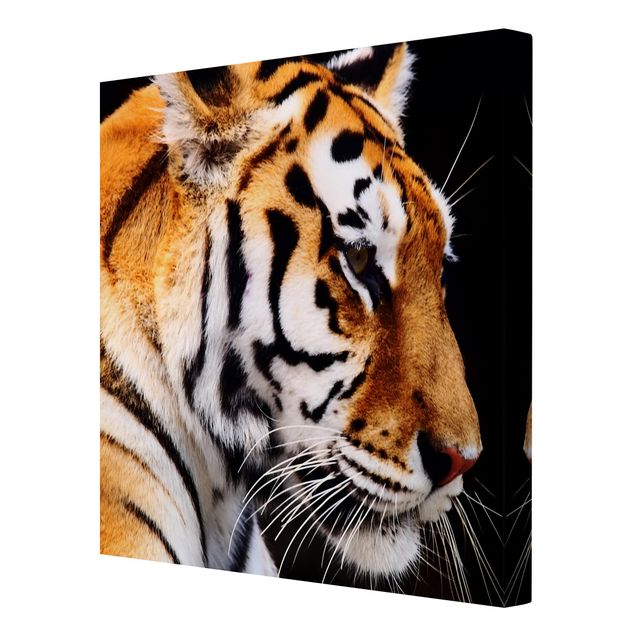 Leinwandbild - Tiger Schönheit - Quadrat 1:1