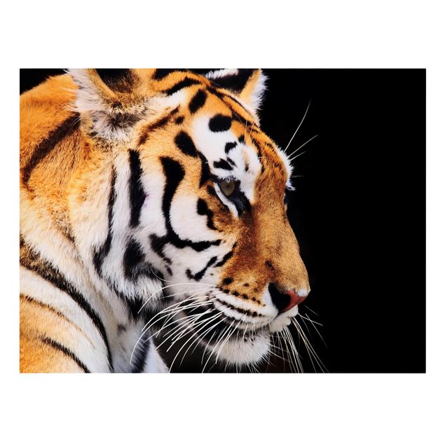 Leinwandbild - Tiger Schönheit - Quer 4:3