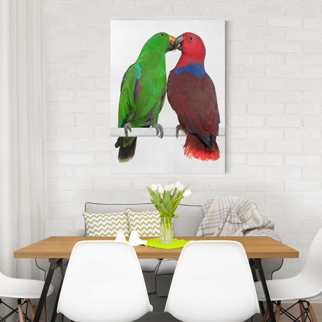 schöne Bilder Verliebte Papageien