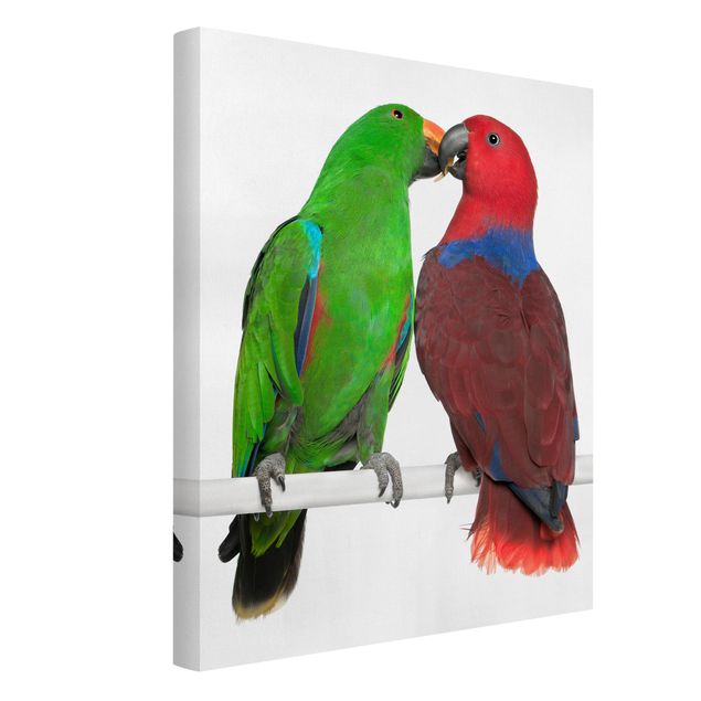 schöne Leinwandbilder Verliebte Papageien