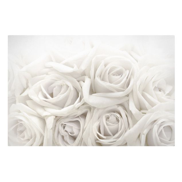 Leinwandbild - Weiße Rosen - Quer 3:2
