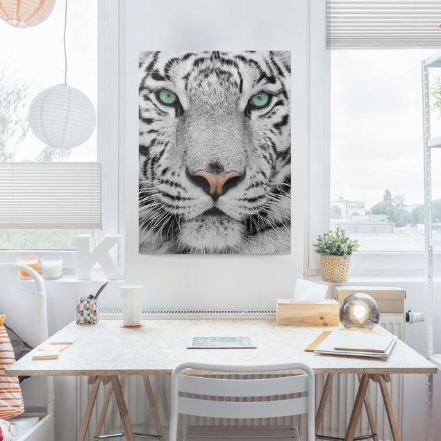 Bilder Weißer Tiger