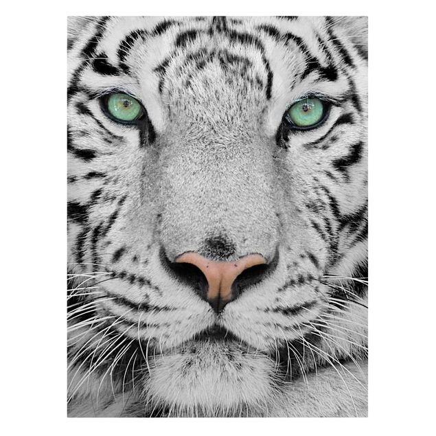 Leinwandbild - Weißer Tiger - Hoch 3:4