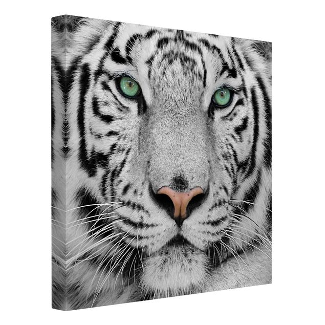 Leinwandbild Schwarz-Weiß - Weißer Tiger - Quadrat 1:1