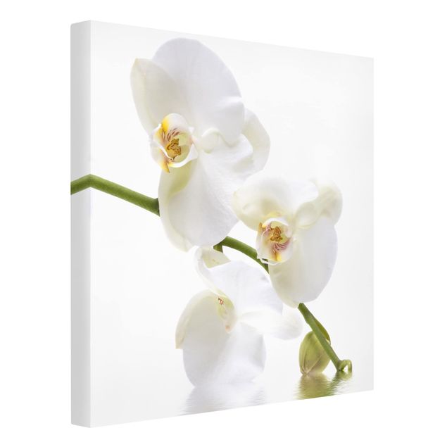 Leinwandbild - White Orchid Waters - Quadrat 1:1