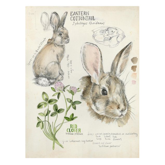 Leinwandbilder Wildnis Journal - Kaninchen