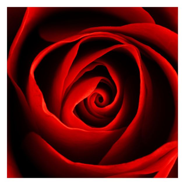 Tapete selbstklebend Liebliche Rose