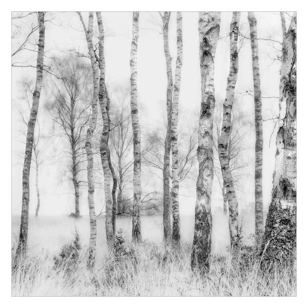 Tapete selbstklebend Mystischer Birkenwald Schwarz-Weiß