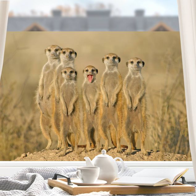 Tier Fensterbilder Meerkat Family Panorama