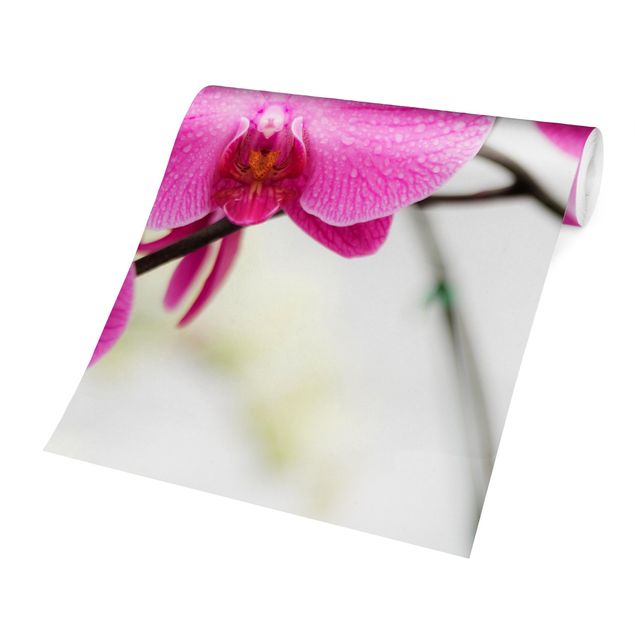 Tapeten Nahaufnahme Orchidee