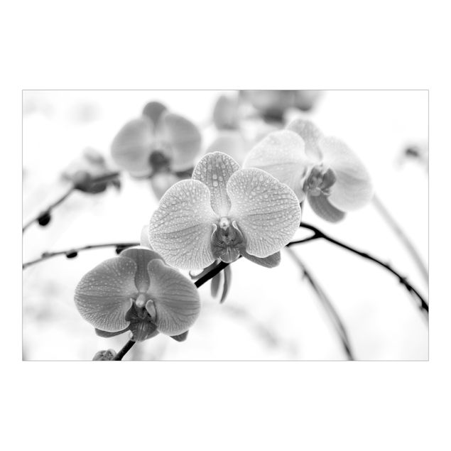 Tapete selbstklebend Nahaufnahme Orchidee Schwarz-Weiß