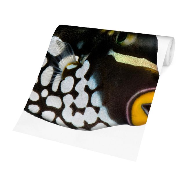 Fototapete selbstklebend Clown Triggerfish