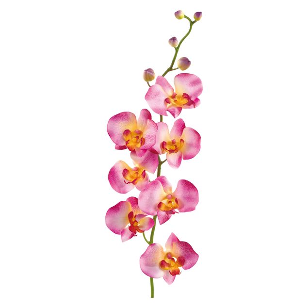 Wandtattoo Blumen No.177 Orchidee Rosa II