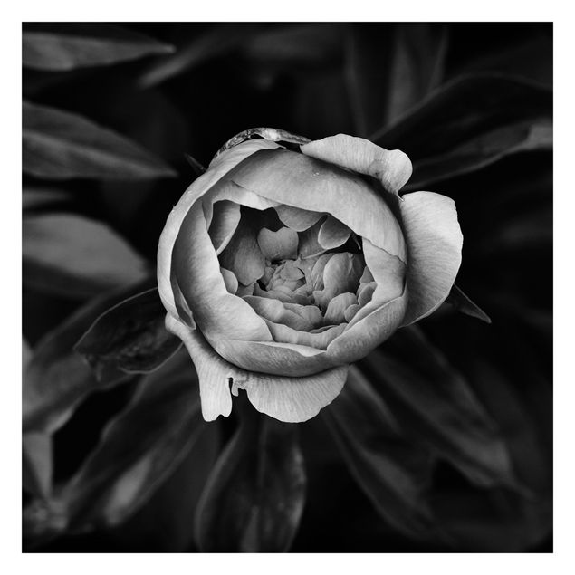 Tapete selbstklebend Pfingstrosenblüte vor Blättern Schwarz-Weiß