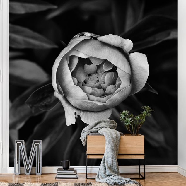 Design Tapeten Pfingstrosenblüte vor Blättern Schwarz-Weiß