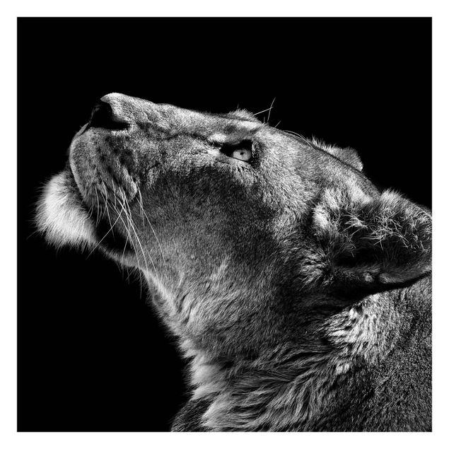 Fototapete - Portrait einer Löwin