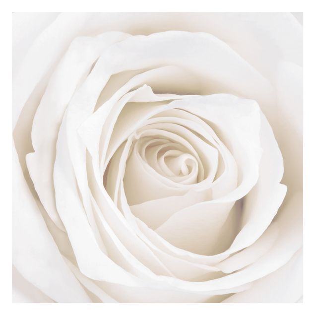 Tapeten Pretty White Rose