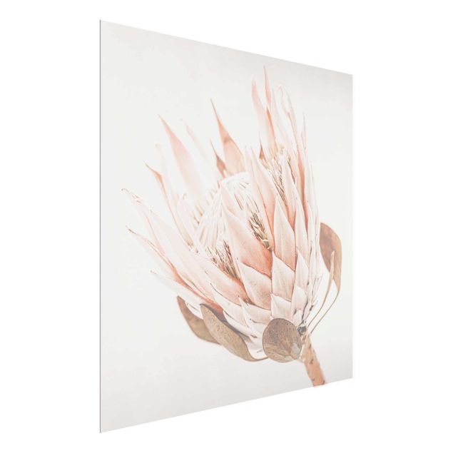 schöne Bilder Protea Königin der Blüten