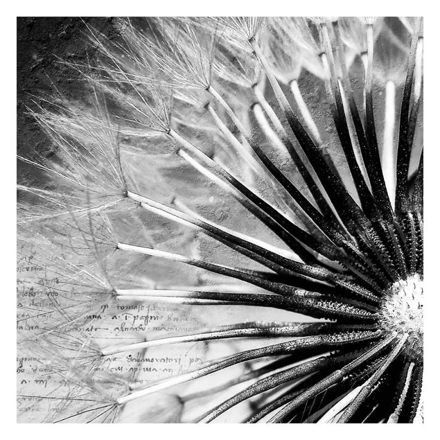 selbstklebende Tapete Pusteblume Schwarz & Weiß
