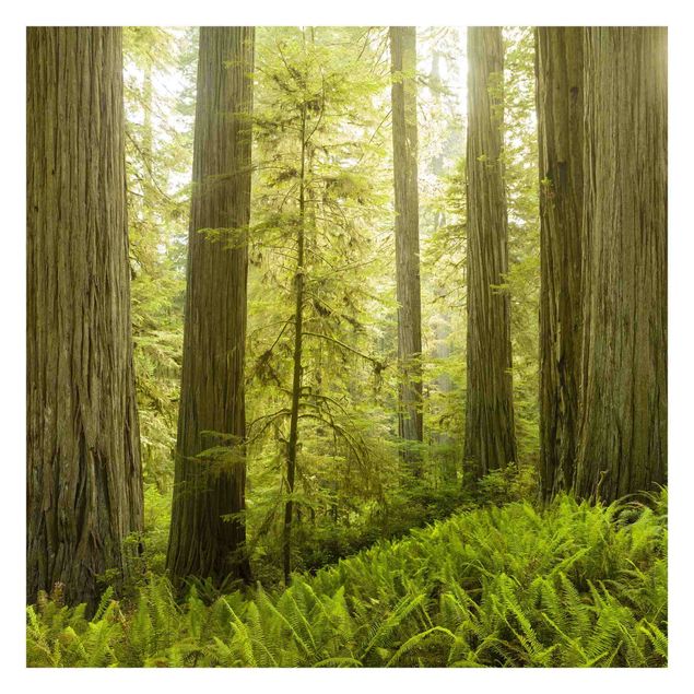 Tapete selbstklebend Redwood State Park Waldblick
